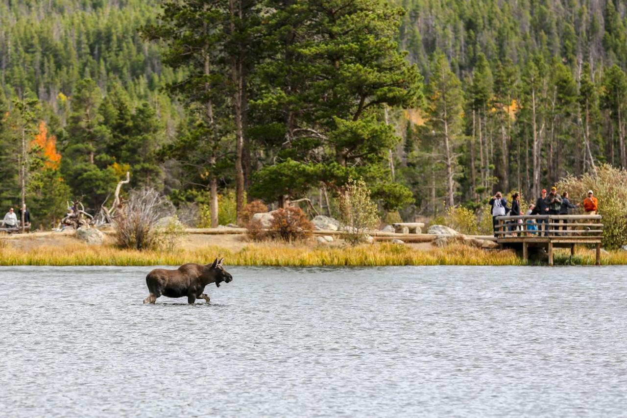 Ferienwohnung Quiet In The Pines - Permit #3120 Estes Park Exterior foto