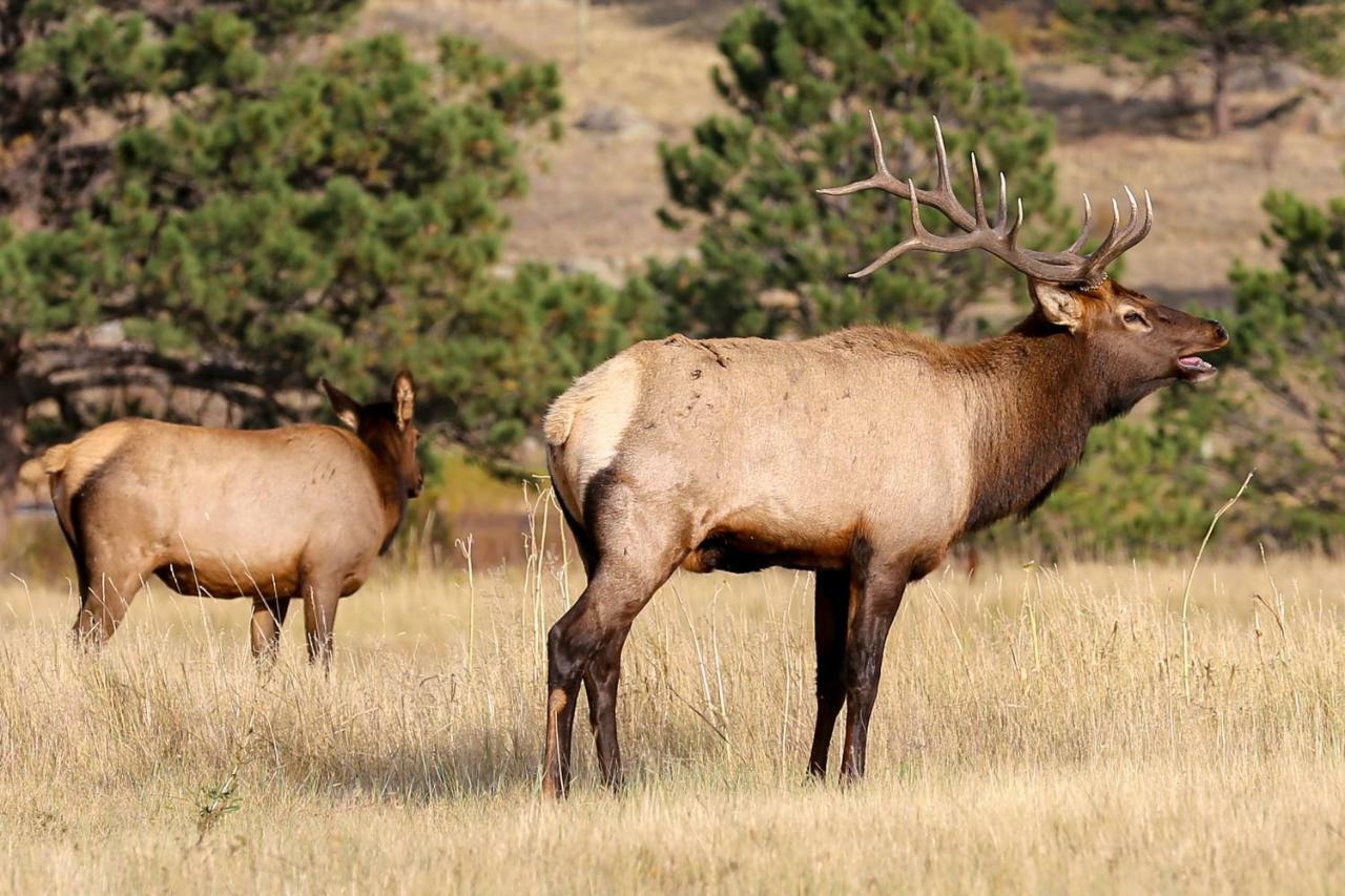 Ferienwohnung Quiet In The Pines - Permit #3120 Estes Park Exterior foto
